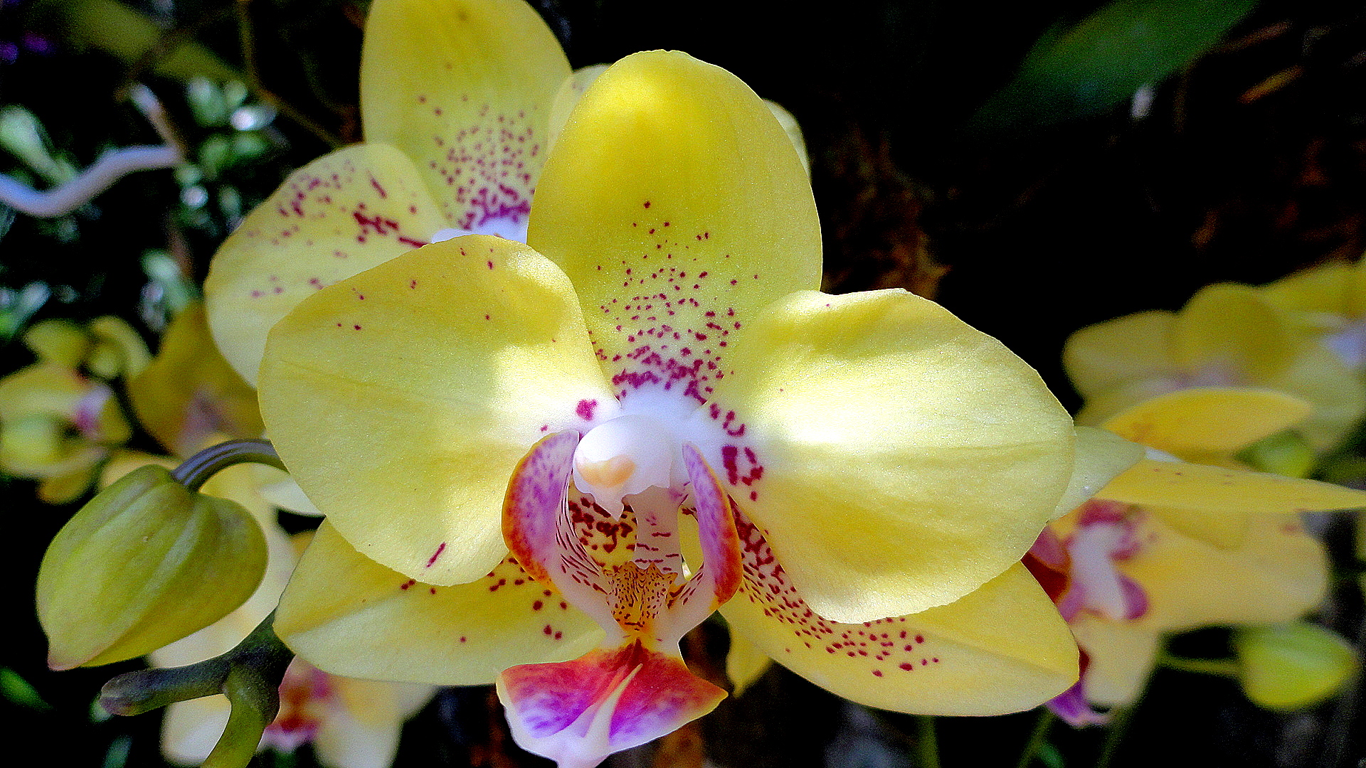 Types Of Yellow Orchids