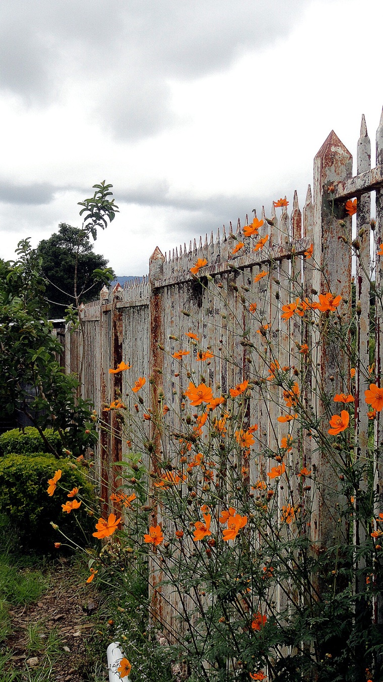 Flowers & A Fence