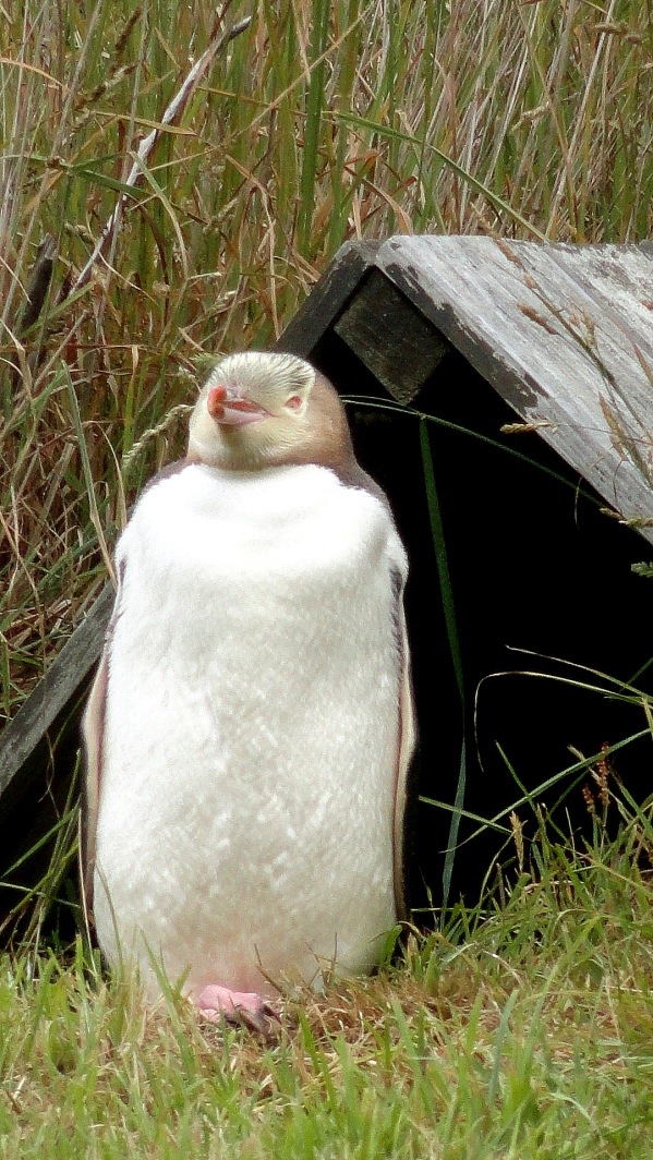 Penguin Preening