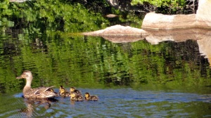 Ducklings & Mother