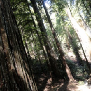 redwood-trunks-2