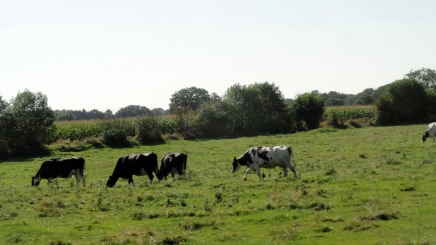 cows-at-work