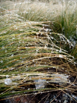 icy-grass-on-alpine-crossing