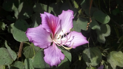 PinkTree Flower