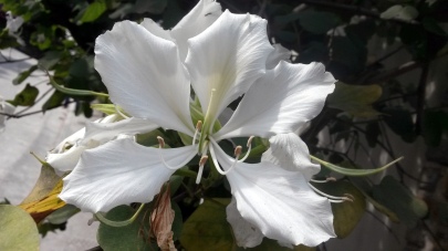 White Tree Flower 1