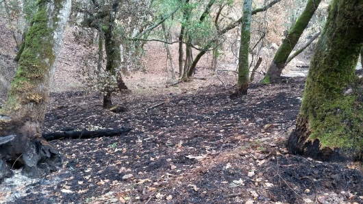 171112 Annadel moss & charred trees