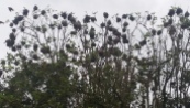 Social Weaver Bird Tree 2