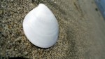 White Shell in Sand