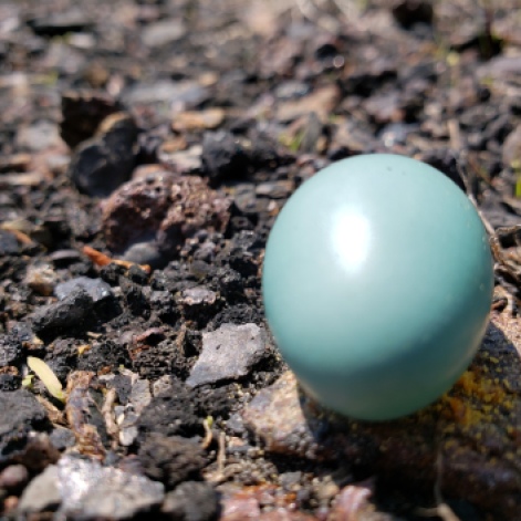 190506 Fallen Egg 2