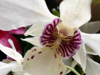 Phipps Orchids 1