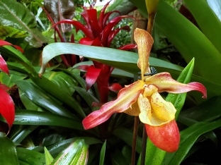 Phipps Orchids 4