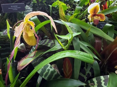 Phipps Orchids 6