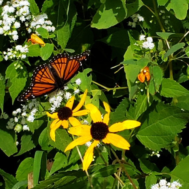 Monarch At Rest 2