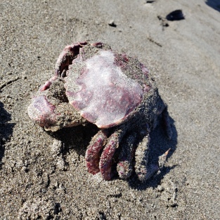 Muir Beach Ex-Crab