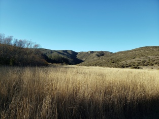 Tennesse Valley Winter Grasslands