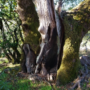 Dead Trunk with Live Trunks 2